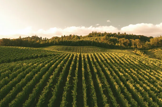 Vineyards in Gascony, south-west France, where Armagnac is produced