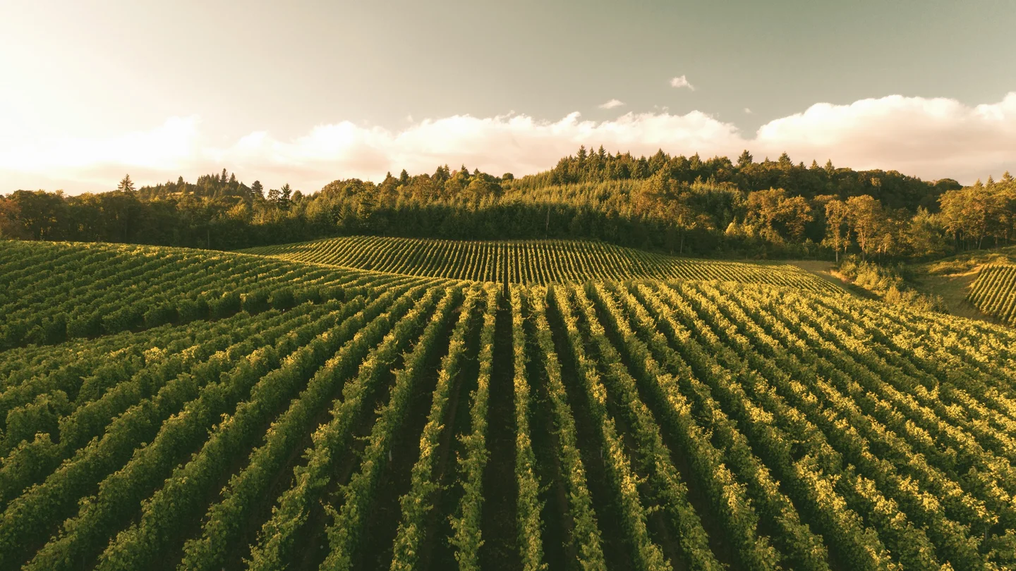 Vineyards in Gascony, south-west France, where Armagnac is produced